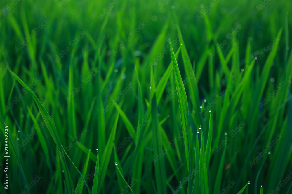 water drops on leaf rice in field countryside abound water drops on leaf rice in field countryside abound