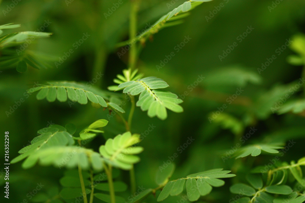 selective focus of tamarind leaf green leaves selective focus of tamarind leaf green leaves