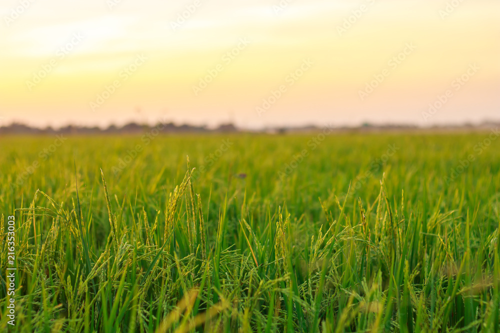 green rice  field harvest on sunset nature landscape background