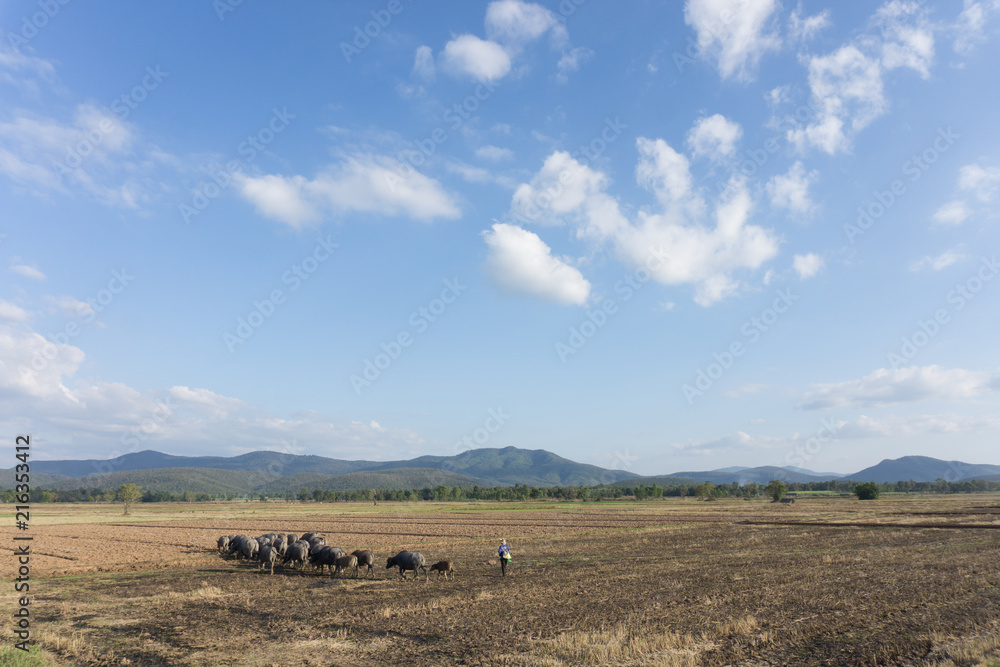 herd of buffalo in field,Thailand