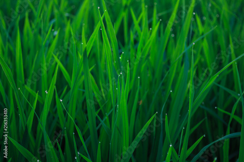 water drops on leaf rice in field countryside abound