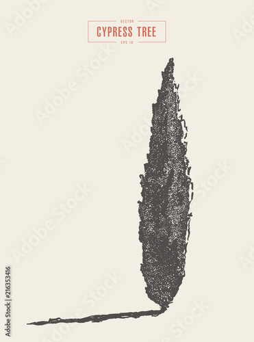 High detail vintage cypress tree, drawn, vector