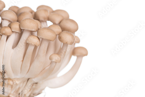 Brown beech mushrooms or Shimeji mushroom on white background