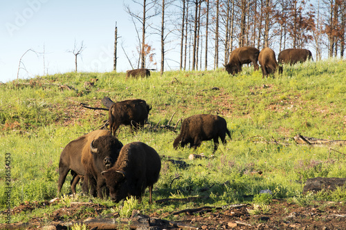 Bison "American Buffalo"