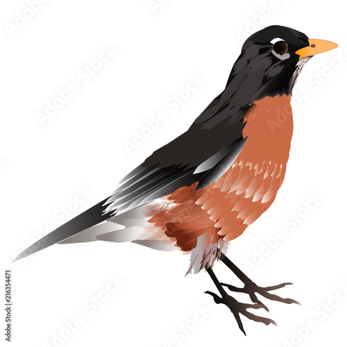Female American Robin