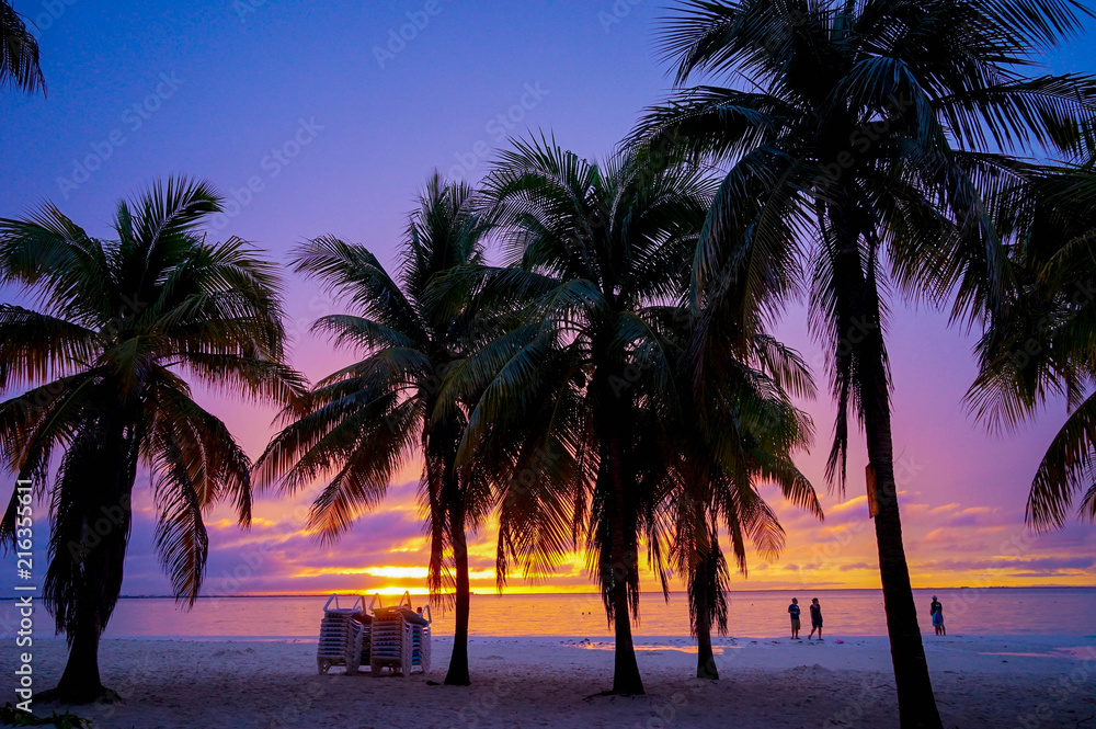 Fototapeta premium Paim tree at patong beach,Phuket