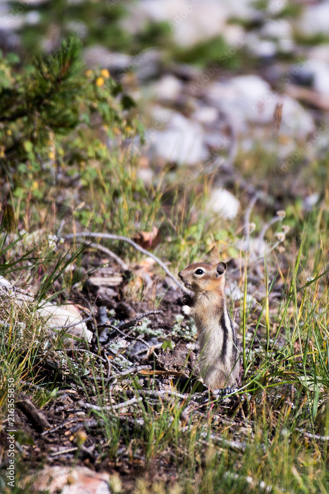 Chipmunk foraging for food Chipmunk foraging for food