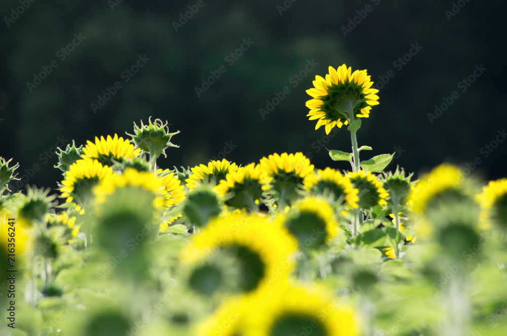 朝日を受ける向日葵