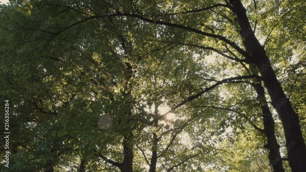 Trees in a park with sunflare, upwards panning shot Trees in a park with sunflare, upwards panning shot
