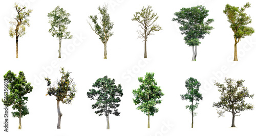 Collection of tree isolated on white background high resolution for graphic decoration  suitable for both web and print media