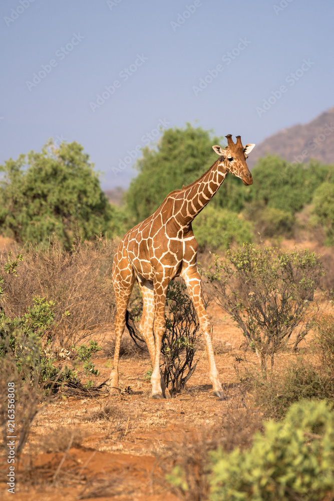 Obraz premium Giraffe