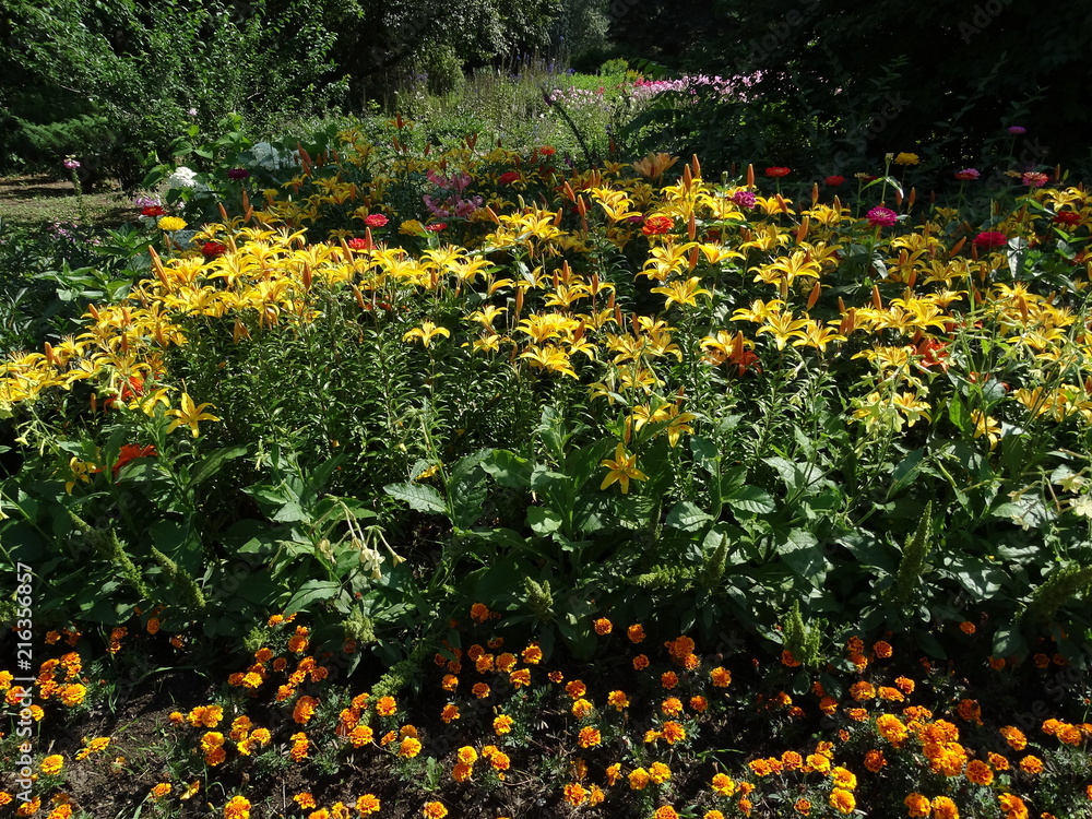 Fototapeta premium Summer flowers. Lily and zinnia. 