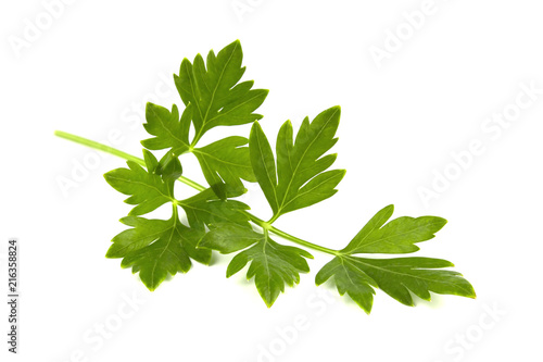 parsley isolated on a white background