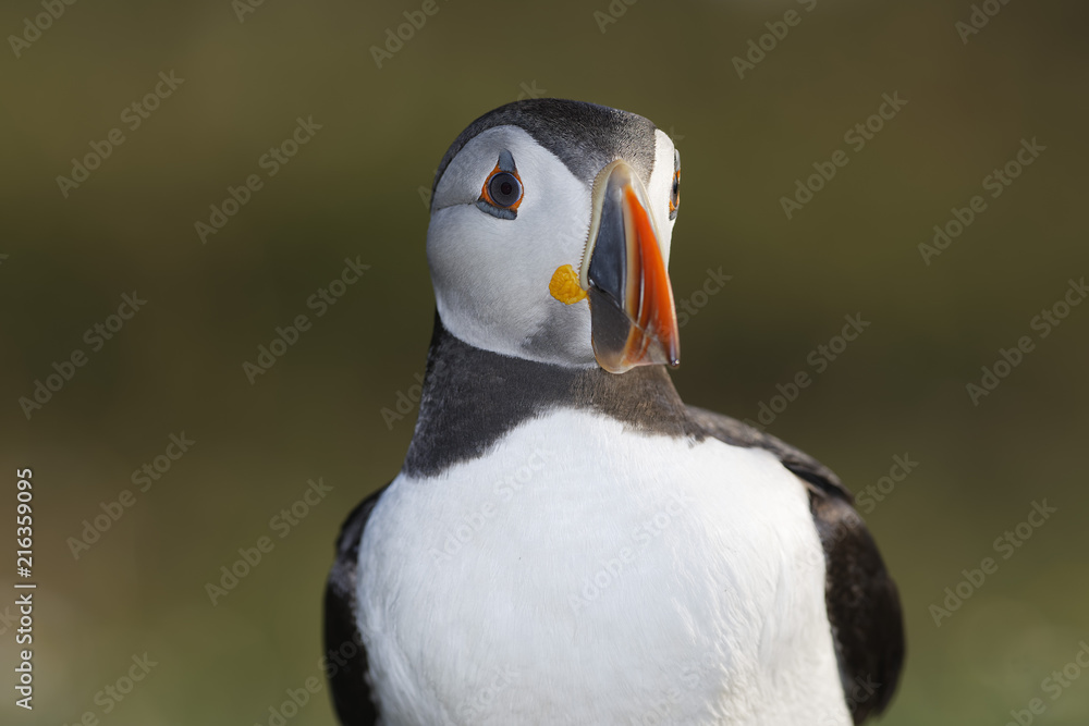 Naklejka premium Atlantic Puffin on Skomer Island, Wales