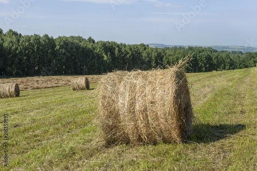 Hay bale on the field on a sunny day. Landscape with golden hay, blue sky, green trees. Harvesting in the fall in Russia.