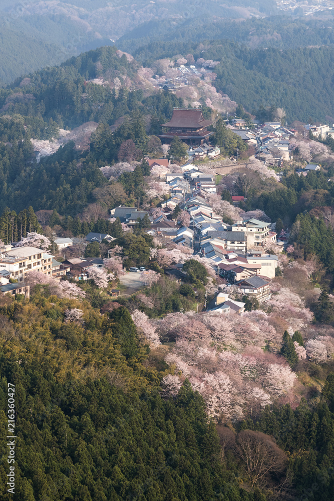 Yoshinoyama sakura cherry blossom . Mount Yoshino  in Nara Prefecture, Japan's most famous cherry blossom viewing spot