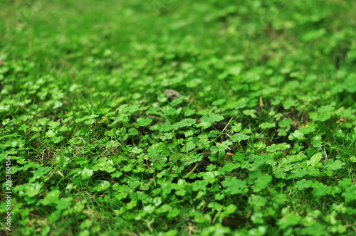 green four leaf clover covering the grown