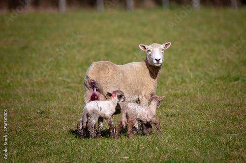 Tableau sur toile A ewe has just given birth to twin lambs with brown legs in a field on a farm