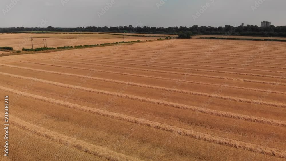Harvested cornfields with rows of straw ready to be collected for bailing.
Hundreds of acres of farm land can be seen after a combined harvester has collected the grain. West of Lincoln, UK. Harvested cornfields with rows of straw ready to be collected for bailing.
Hundreds of acres of farm land can be seen after a combined harvester has collected the grain. West of Lincoln, UK.