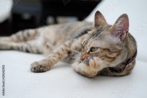 Fototapeta Naklejka Na Ścianę i Meble -  close up cat relaxation
