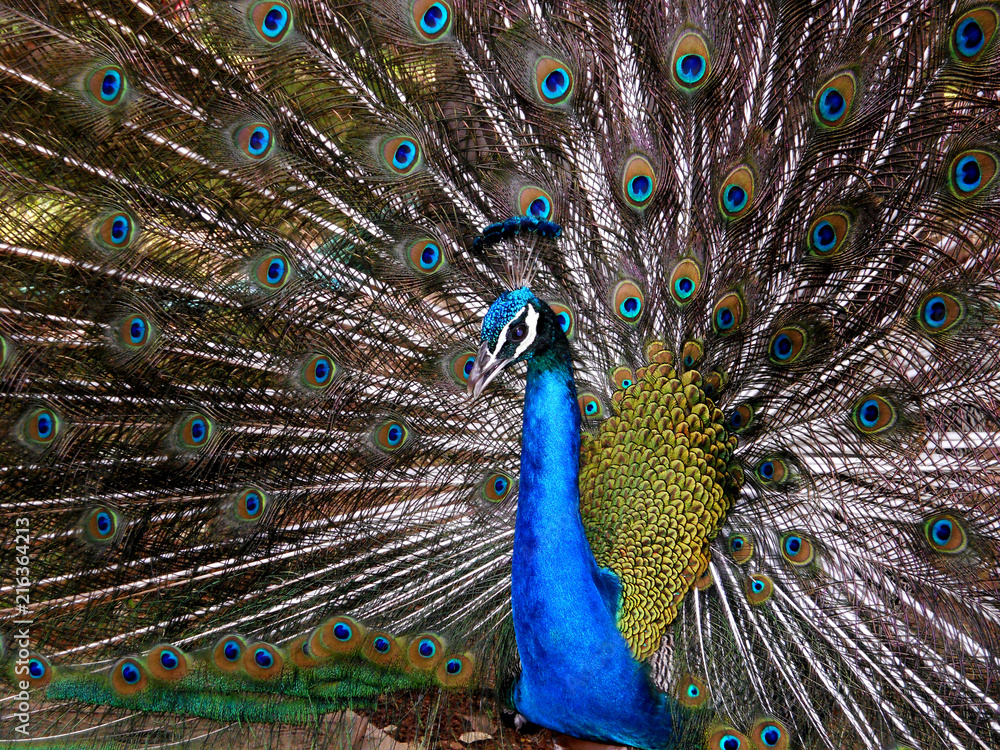 Naklejka premium Dancing Peacock