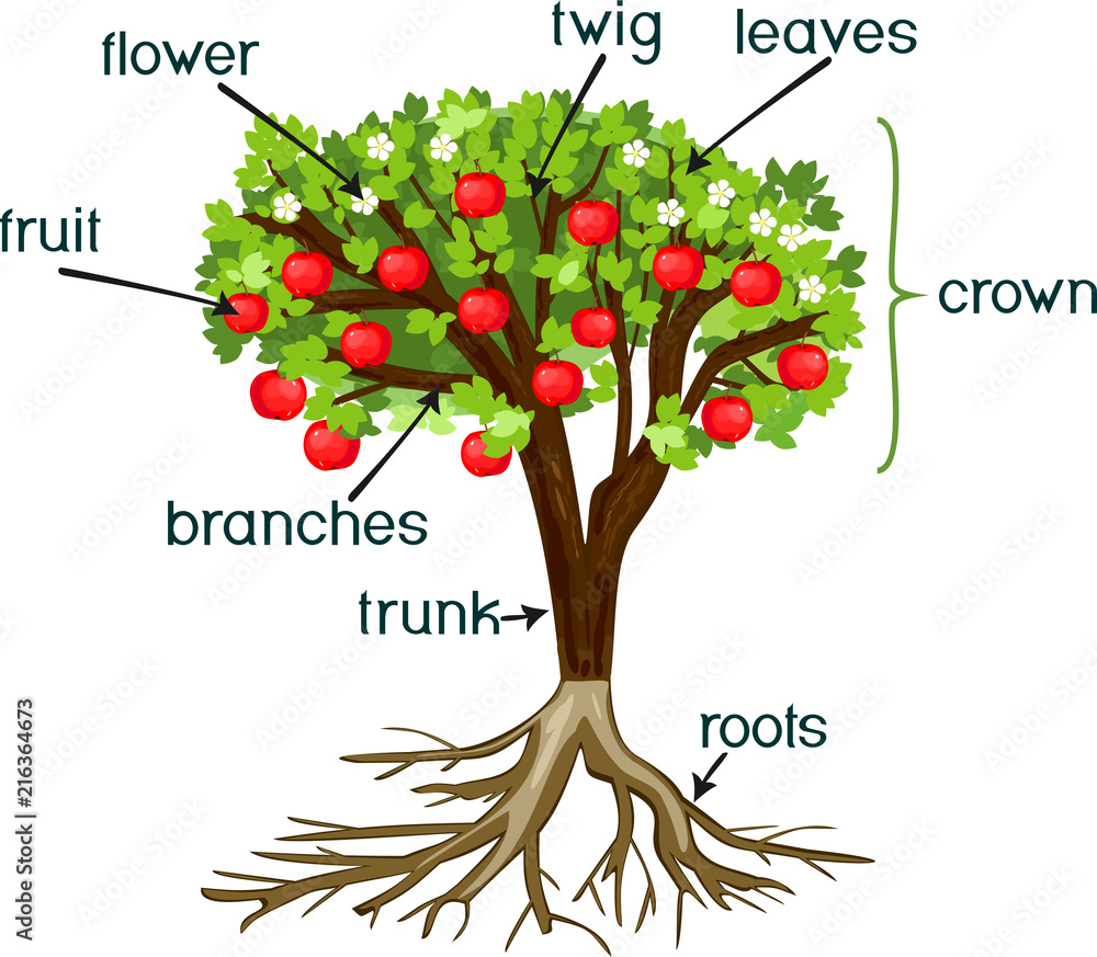 Parts of plant. Morphology of apple tree with root system, flowers