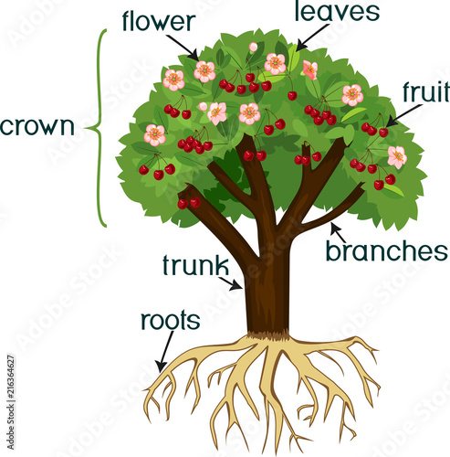 Parts of plant. Morphology of cherry tree with root system, flowers, fruits and titles