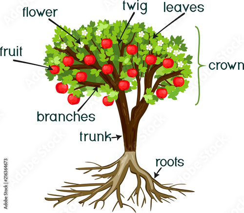 Parts of plant. Morphology of apple tree with root system, flowers, fruits and titles