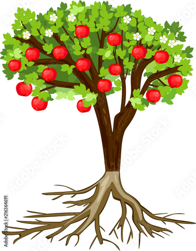 Apple tree with root system, flowers, fruits isolated on white background