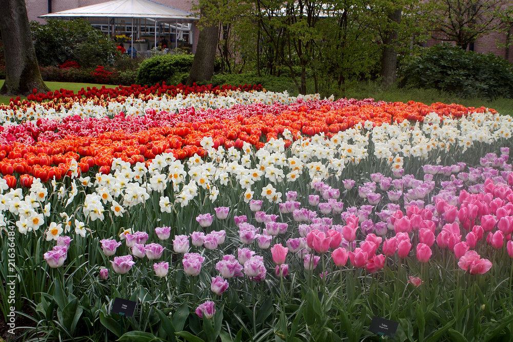 Colorful tulips in Keukenhof garden -Holland