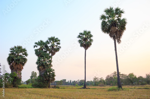 countryside and sugar palm green grass nature background