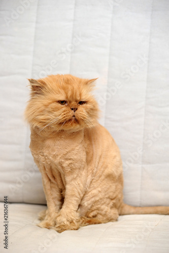 sheared red Persian cat photo