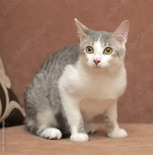 gray with a white cat on a brown background photo