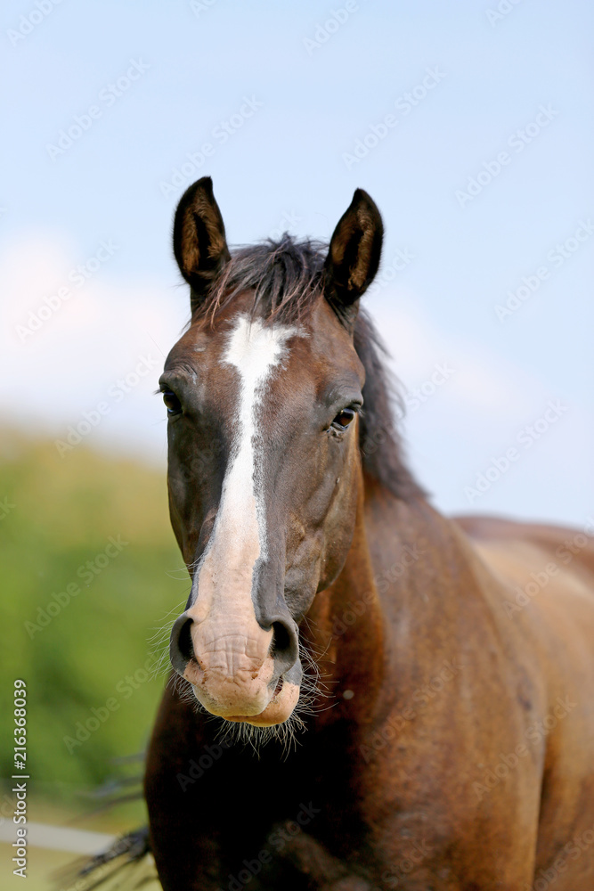 Head of a young thoroughbred horse on the summer meadow