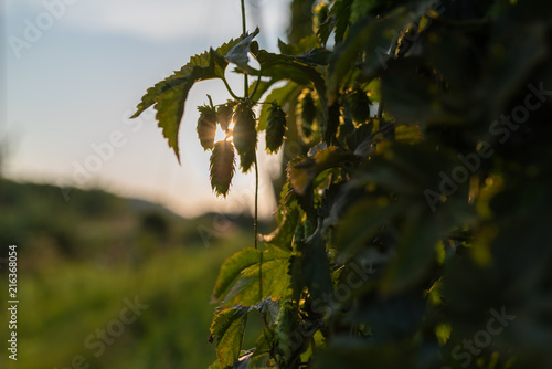Hopfen in der Hallertau