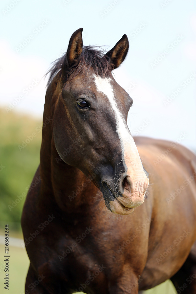 Head of a young thoroughbred horse on the summer meadow Head of a young thoroughbred horse on the summer meadow