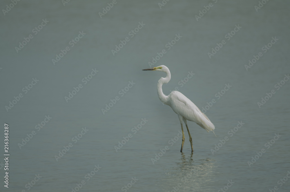 Great Egret standing in a shallow creek Great Egret standing in a shallow creek