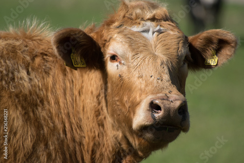 A real cowgirl
