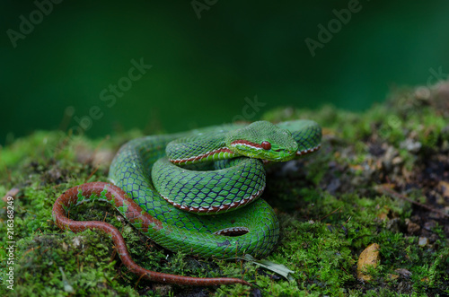 Pope's Green Pitviper snake