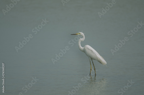 Great Egret standing in a shallow creek © forest71