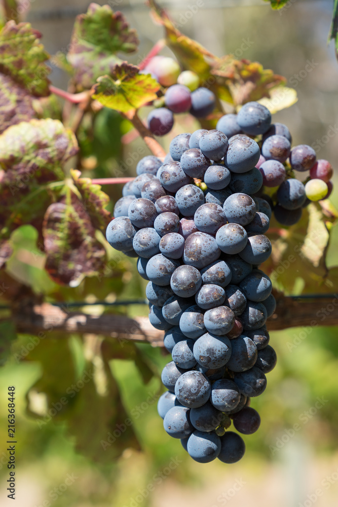 Common grape vine, Vitis vinifera, Cabernet Sauvignon