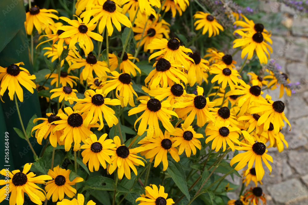 Beautiful yellow flowers in the garden Beautiful yellow flowers in the garden