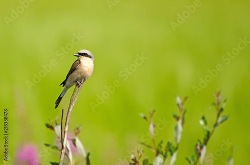 Red-backed Shrike