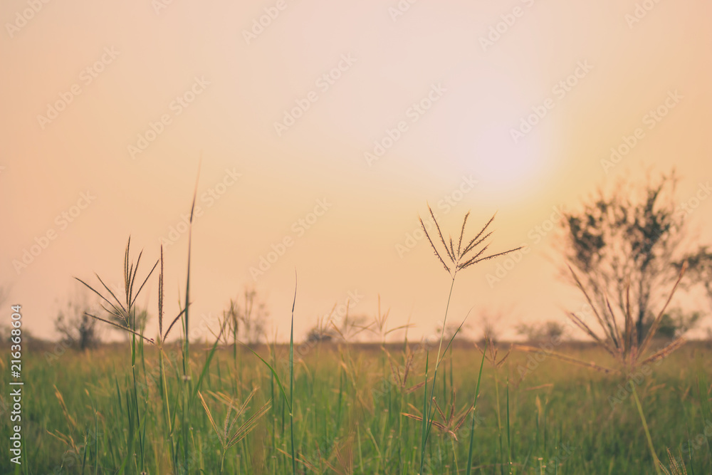 Fototapeta premium grass summer vintage nature background