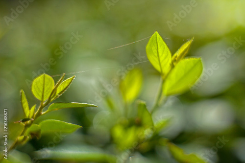 Early spring leaves on a branch with a blurred background and spiderweb
