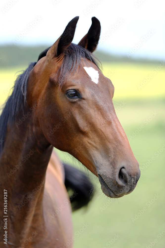 Head of a young thoroughbred horse on the summer meadow