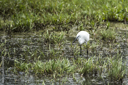 The little egret (Egretta garzetta) small heron fishing in water in Kampala, Uganda, Africa
