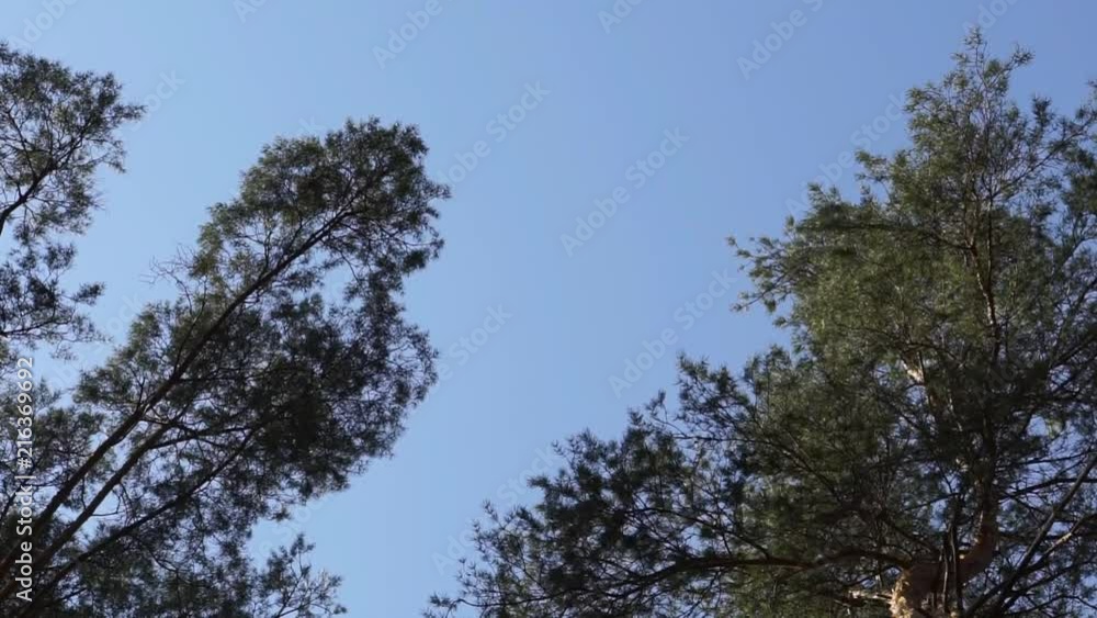 Pine Trees Tops on the Wind Pine Trees Tops on the Wind