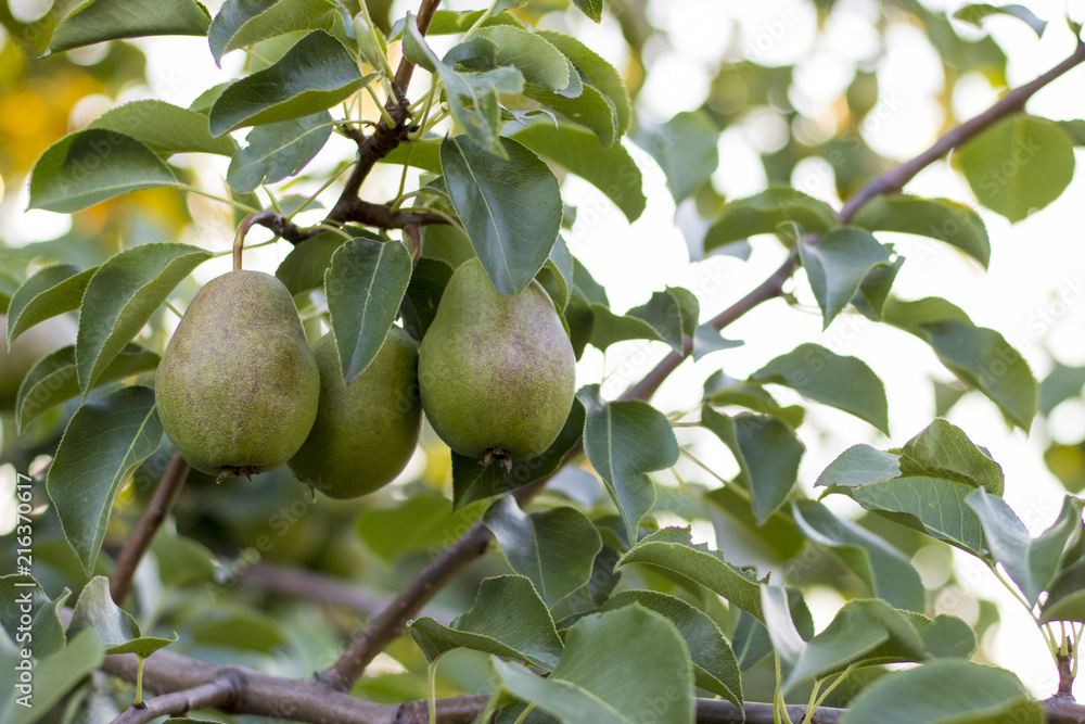 Beautiful natural pears weigh on a pear tree, twigs and leaves Beautiful natural pears weigh on a pear tree, twigs and leaves
