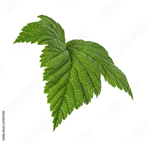 Currant leaf isolated on white background Clipping Path